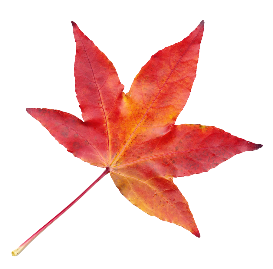autumn leaf png transparent images @transparentpng.com