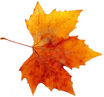 autumn, spring, winter, seasons, leaf, transparent images @transparentpng.com