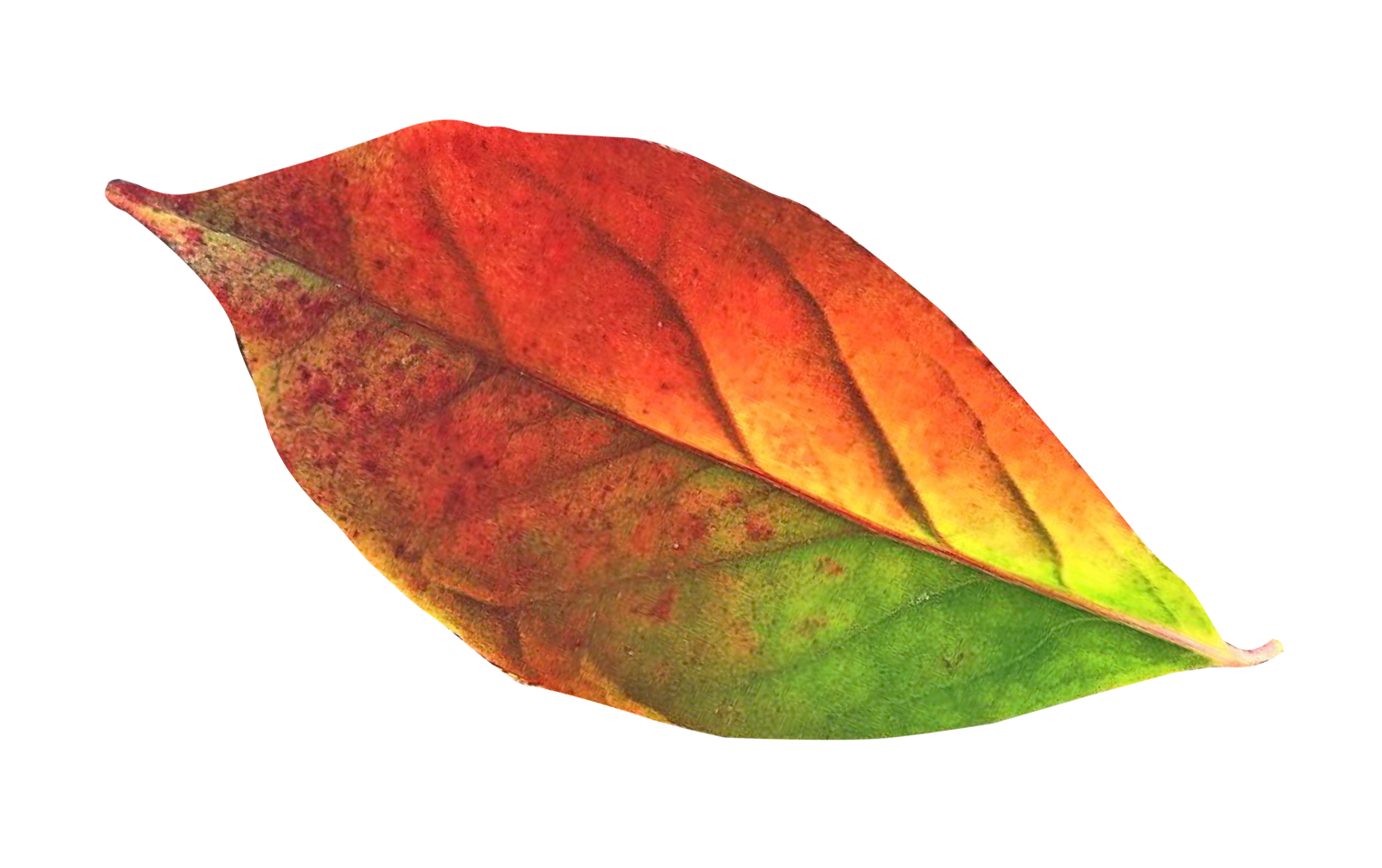 autumn leaf png transparent picture @transparentpng.com