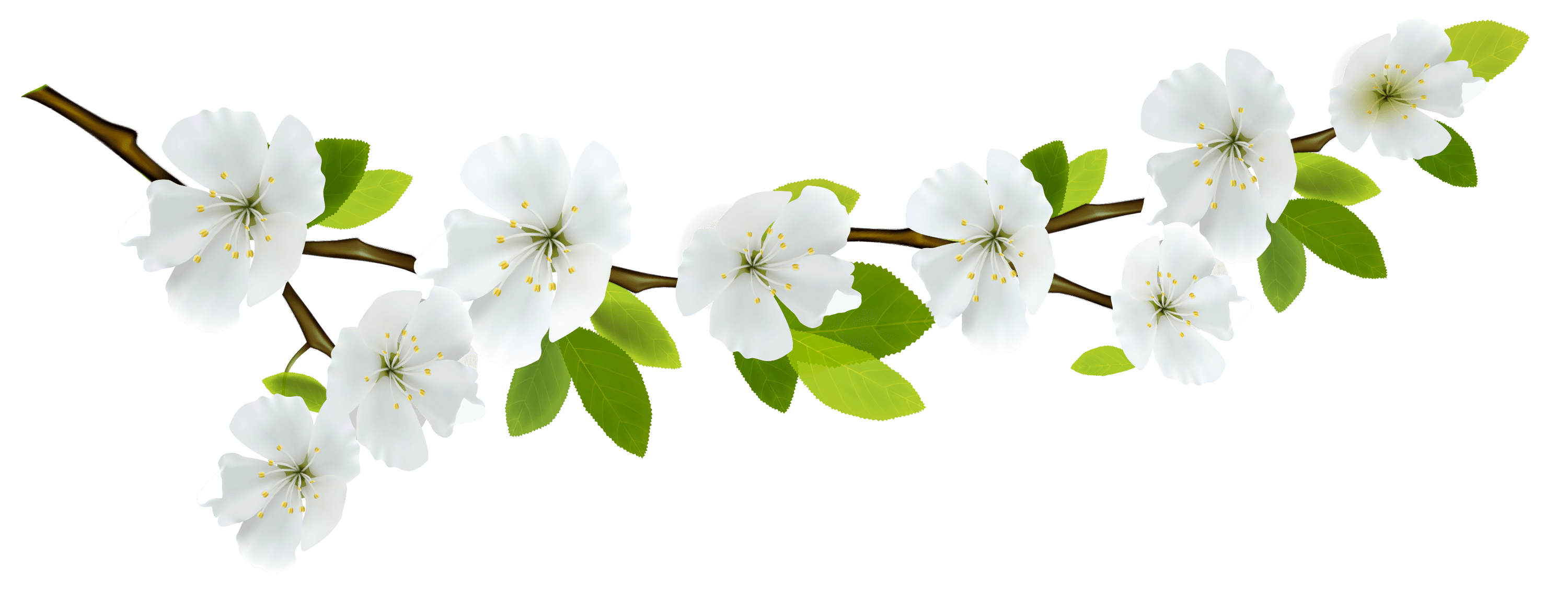 spring wonderful picture images @transparentpng.com