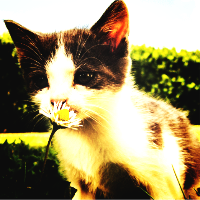 lomo preset image