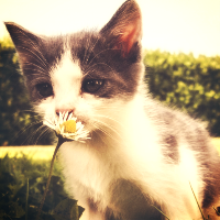 pleasant preset image