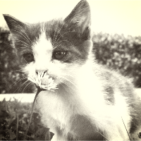 vintage preset image